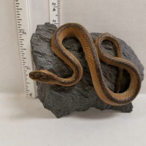 Snake on Rock Brown